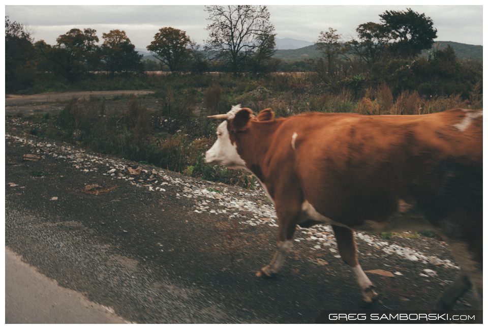 Wild Cow