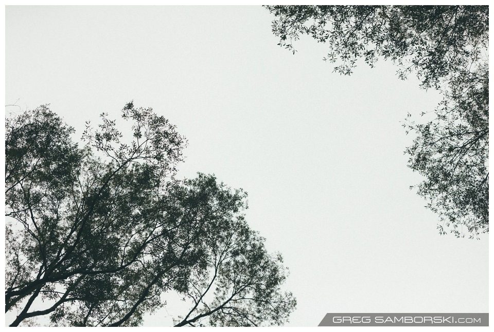 Amongst Trees Again