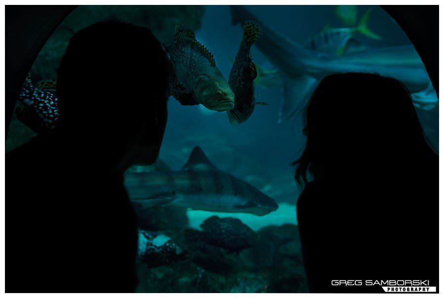 Seoul Engagement Photographer COEX Aquarium