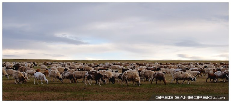 Mongolian Sheep Grazing