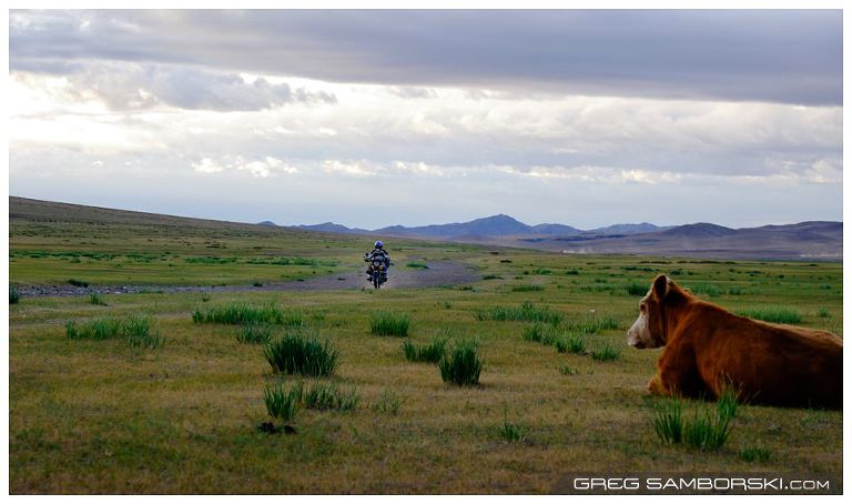Cow and Motorbike Mongolian Road