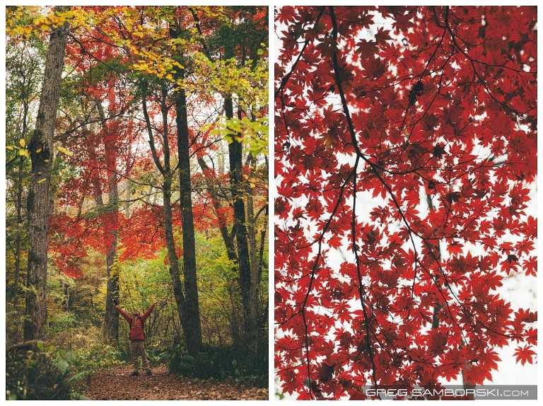 Red Maple Tree Forest